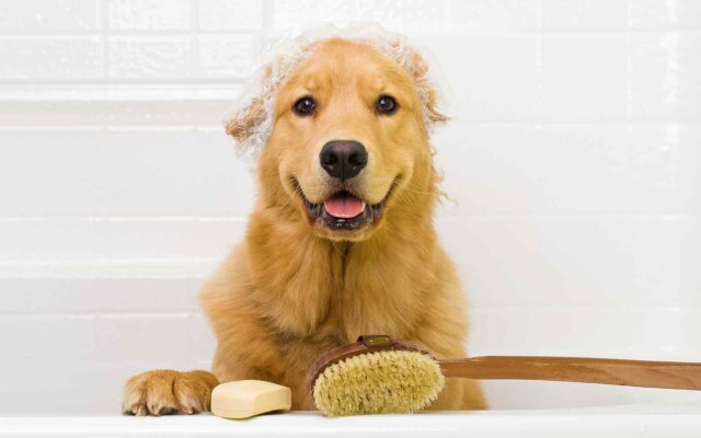 The Positive Effects of Pet Grooming: Why It Matters for Your Pet’s Health and Well-being